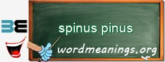 WordMeaning blackboard for spinus pinus